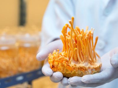 cordyceps - anti-stress - forme - vitalité - tonifiant-naturel - novalform novaltera