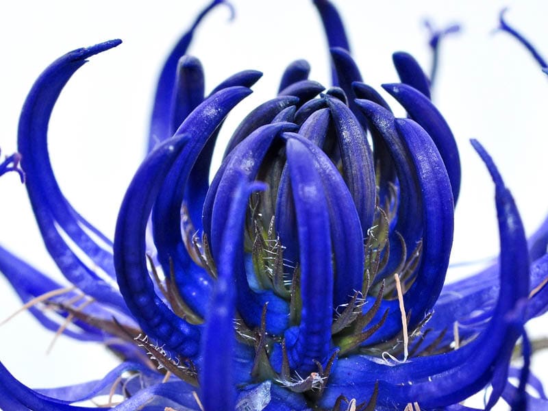 harpagophytum -anti-douleurs - cicatrisation peau - anti-inflammatoire naturel - novalcica novalturel